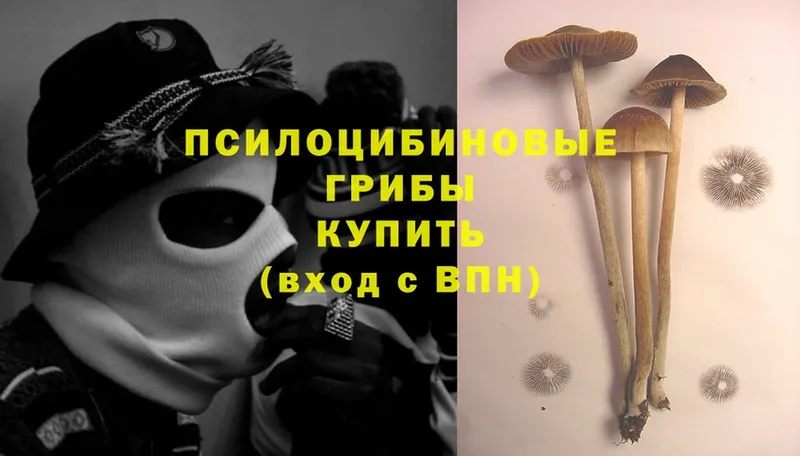 купить наркотик  Кызыл  shop наркотические препараты  Псилоцибиновые грибы Psilocybe 